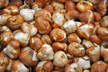 Flower bulbs ready for planting