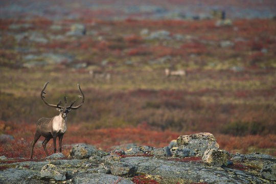 Barren-ground Caribou on autumn tundra (Rangifer tarandus groenlandicus), Near Whitefish Lake, Northwest Territories, Canada