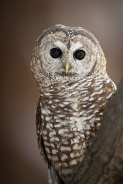 Spotted Owl, Arizona, USA
