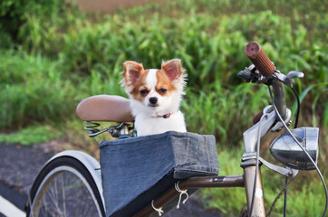 chihuahua on bicycle in holiday