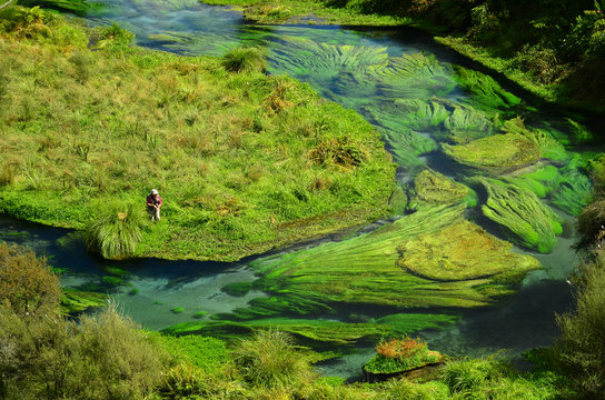Waihou River, New Zealand, Trout Fising, Spring Creeks, Central Plateau