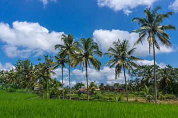 Rizière et palmier, Bali, Indonésie