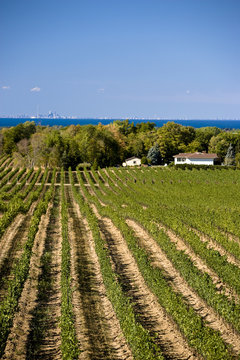 Vineyards at Flat Rock Cellars Winery, near Jordan, Niagara Penninsula, Ontario, Canada.