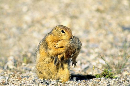 A mother arctic ground squirrel (Spermophilus parryii) moves her newborn young to a new burrow.  Arctic Canada.