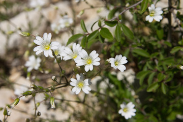Macrophotographie d'une fleur sauvage: Ceraiste commun (Cerastium fontanum)