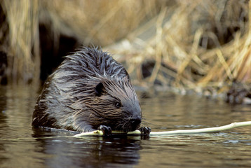 American beaver eating bark from branch, Ontario, Canada
