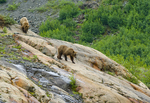 Mother and young female Grizzly bears (Ursus arctos horribilis) descending a rock formation called a Roche Moutonnee created by the passing of a glacier, Coastal Mountains, British Columbia, Canada