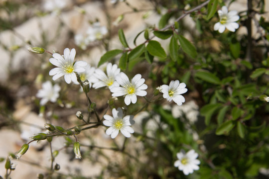 Fototapeta Macrophotographie d'une fleur sauvage: Ceraiste commun (Cerastium fontanum)