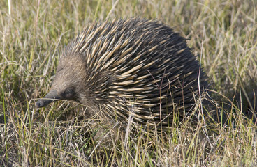 Echidna or spiny anteater.