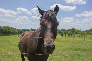 Horse