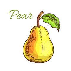 Yellow pear fruit isolated sketch