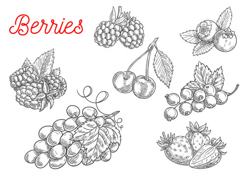 Summer fruit and berry sketch for food design