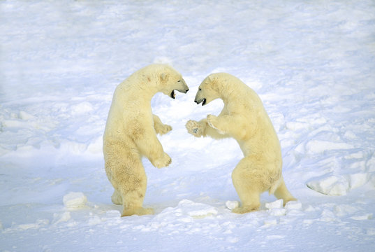 Two male polar bears fighting. on snow, Canada