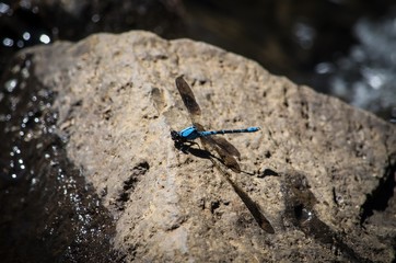 Dragonfly 