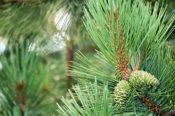 Close up of green pine cone cluster on branch with blurred background pine needles