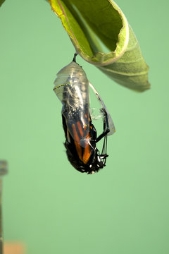 Monarch butterfly emerging from chrysalis to butterfly, attached to milkweed leaf. (Danaus plexippus). Near Thunder Bay, Ontario, Canada. 