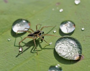 Spider with dews