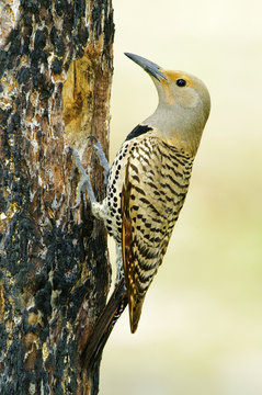 Female northern flicker (Colaptes auratus) - red-shafted colour phase feeding nestlings in a cavity in a burnt ponderosa pine, southern Okanagan Valley, British Columbia