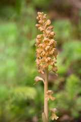 Macrophotographie d'une fleur sauvage