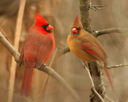 Male and Female Northern Cardinal (Cardinalis cardinalis) or Redbird
