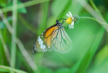 butterfly and small flower.