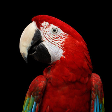 Fototapeta Close-up Funny portrait of Green-winged macaw, Ara chloroptera, isolated on black Background. parrots live in Central and South America