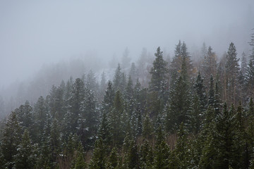 snow on Colorado pines
