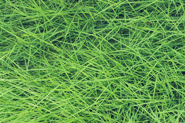 Green grass pattern, abstract texture background. Fresh nature.