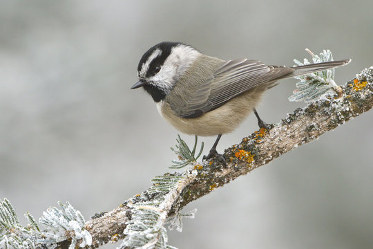 Mountain Chickadee (Poecile gambeli) perched on a branch at the Sandia Crest near Albuquerque, New Mexico, United States of America.
