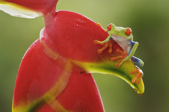 Red-eyed Tree Frog perched on a branch in Costa Rica, Central America.