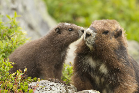 Vancouver Island Marmot, Marmota Vancouverensis, Vancouver Island, BC, Canada