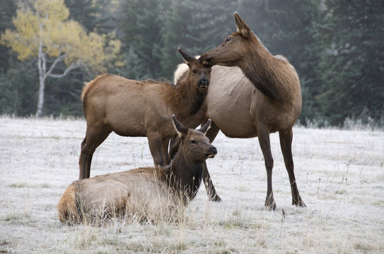 Wild cow and calf elk or wapiti (Cervus canadensis), mutual grooming/bonding, Jasper National Park, Alberta, Canada