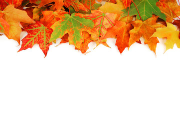 colorful autumn maple leaves frame isolated on white background