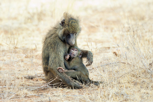 Olive baboon (papio anubis) nursing, Kenya, East Africa