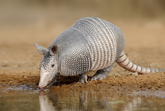 Armadillo (Armadillo Dasypodidae) at water hole in south Texas, United States of America