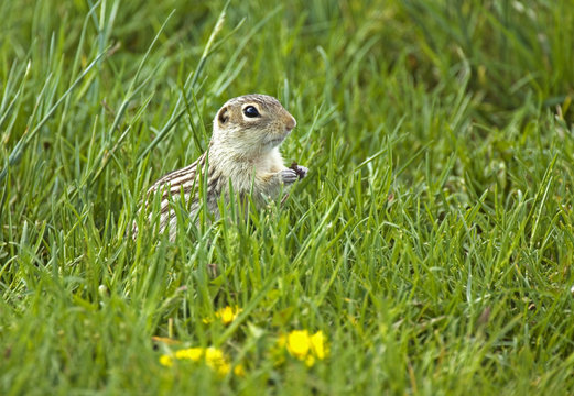 Thirteen-lined Ground Squirrel (Spermophilus tridecemlineatus) Adult. Originally found in shortgrass prairies now found wherever grass is kept mowed in much of central north America. Strictly diurnal it is especially active on warm days. Ranch, southwest Alberta, Canada.