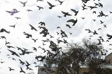 Flock of Pigeons Flying