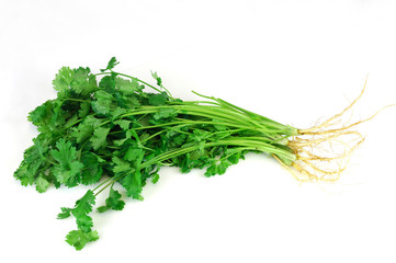 fresh cilantro coriander isolated on white background