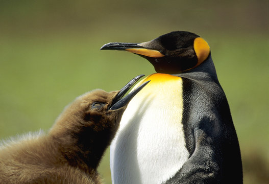 King Penguin (Aptenodytes Patagonicus) Chick Begging For Food, Salisbury Plains, South Georgia Island, Southern Atlantic Ocean