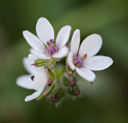 Macrophotographie d'une fleur sauvage: Erodium Bec-de-grue (Erodium cicutarium)