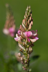 Macrophotographie d'une fleur sauvage: Esparcette couchee (Onobrychis supina)