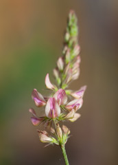Fototapeta na wymiar Macrophotographie d'une fleur sauvage: Esparcette couchee (Onobrychis supina)