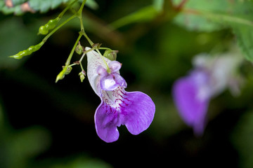 ハガクレツリフネ