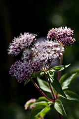 Macrophotographie d'une fleur sauvage: Eupatoire a feuilles de chanvre (Eupatorium cannabinum)