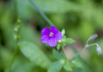 ゲンノショウコ