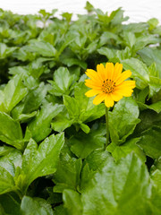 small yellow flower and green leaf background.