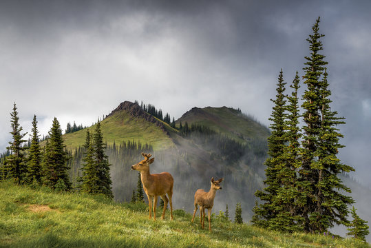 Black-tailed deer in mountain landscape, Washington, USA