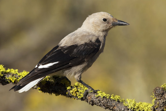 Clark's Nutcracker (Nucifraga columbiana)  Vancouver Island, British Columbia, Canada.