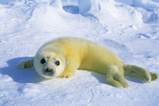 Newborn harp seal (Phoca groenlandica) pup (yellowcoat), Gulf of the St. Lawrence River, Canada.  Natal coat stained yellow by amniotic fluid.