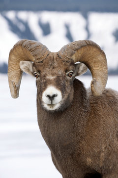 Bighorn sheep ram Jasper National Park, Alberta, Canada